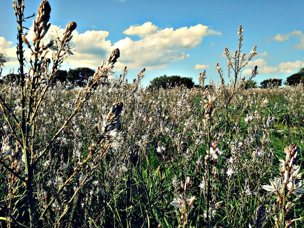 Agriturismo Pentuma Chiaramonti Экстерьер фото